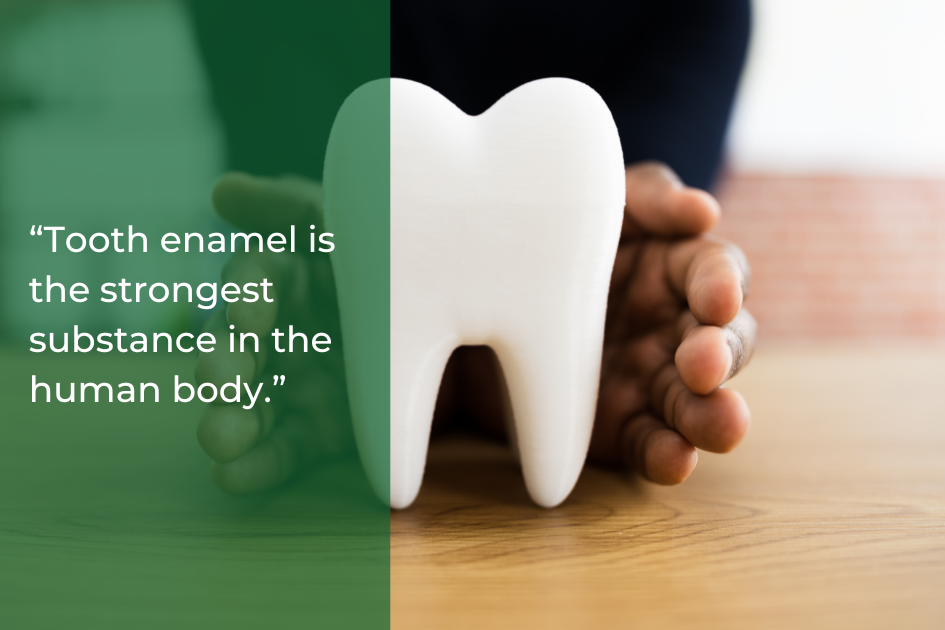 A person’s hands surround a large tooth model on a wooden table; text beside reads, “Tooth enamel is the strongest substance in the human body, helping you maintain strong teeth and good dental health.”.